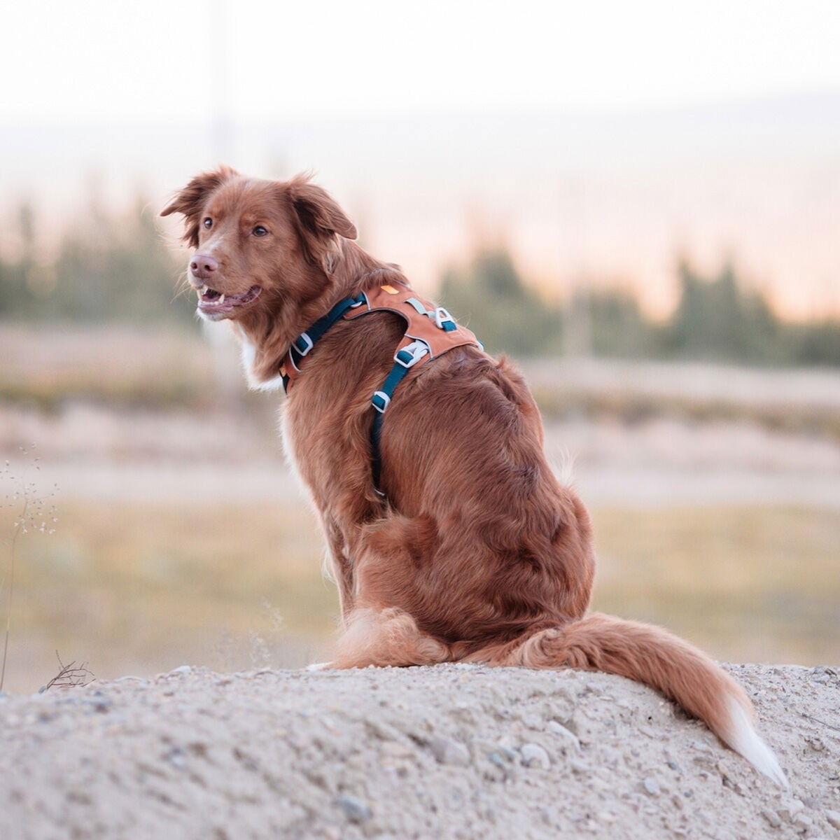 Woolly Wolf Alpha 360 valjaat Terracotta Mix