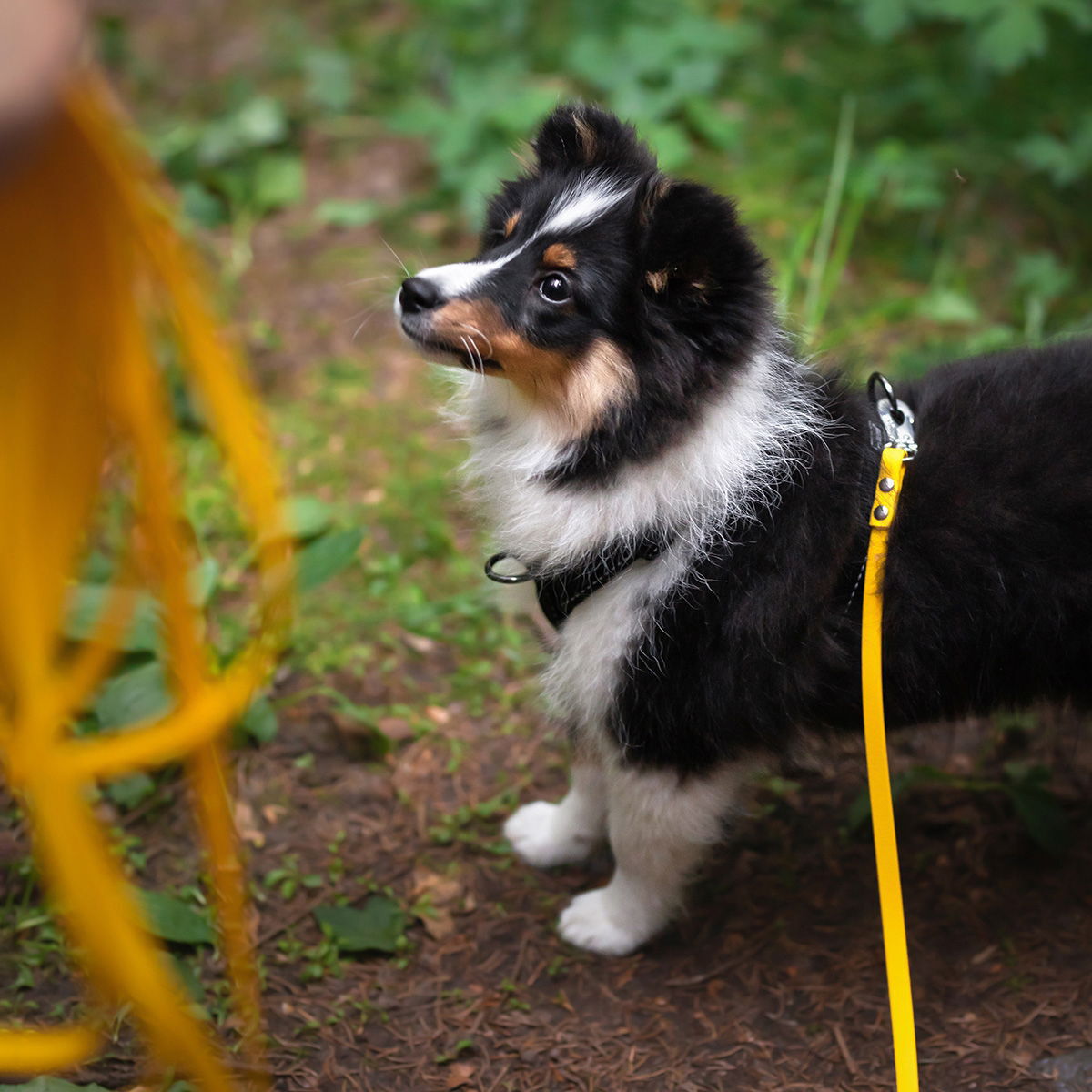 Tracking leash Tyylivoitto Working 10m, yellow