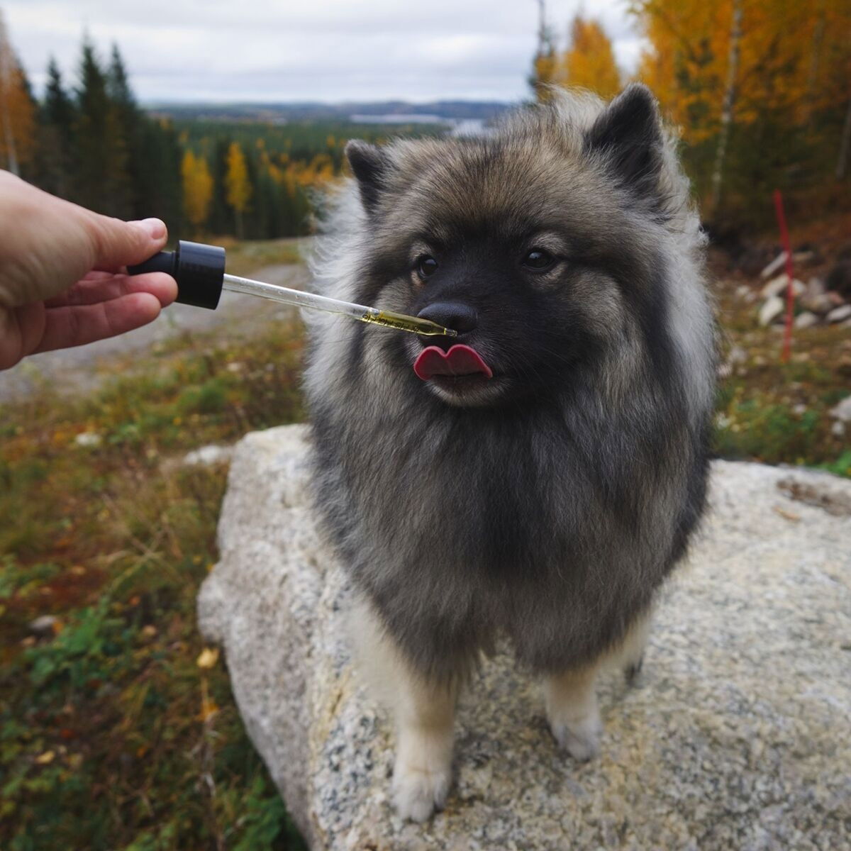 Tassu Foods Omega3+Buckthorn