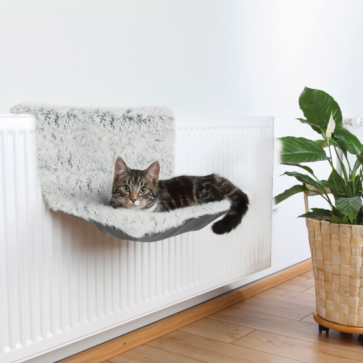 Trixie patteripeti Harvey