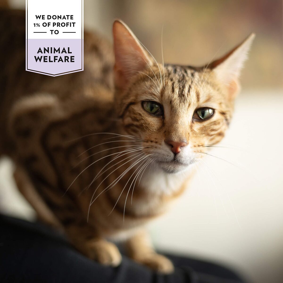 Prima Cat Crunchy Skin & Coat