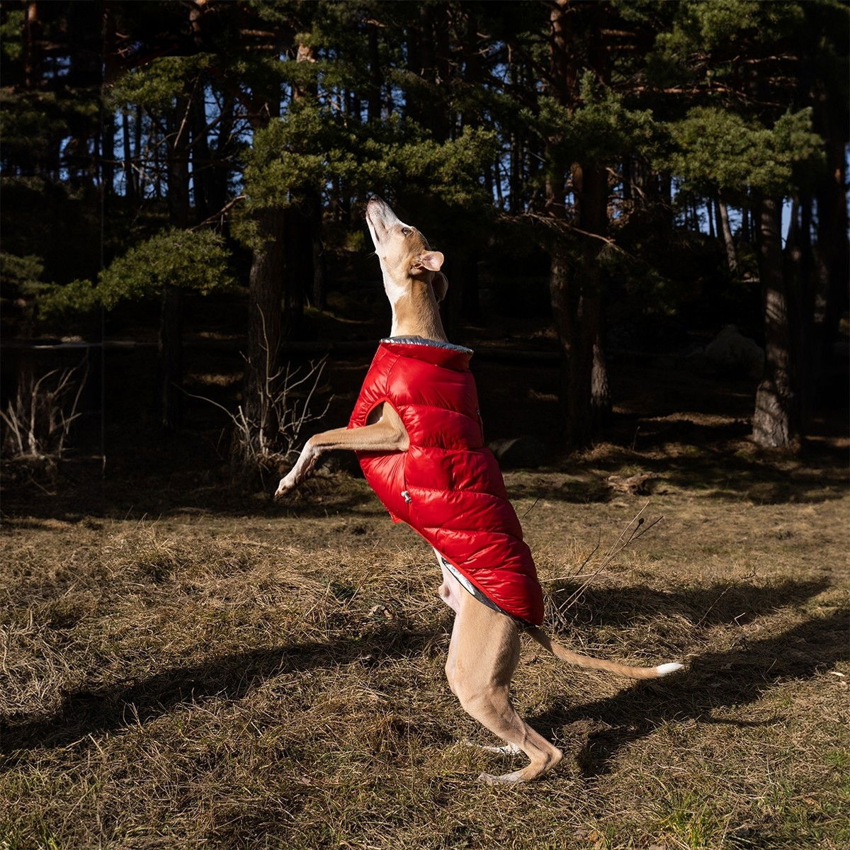 FuzzYard jacket Hakuba, red