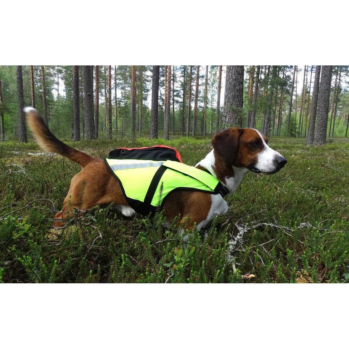 Kelluttava GPS-liivi Jehu, Kardog 