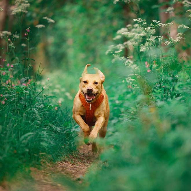 Woolly Wolf Roam Harness, Terracotta Ripple