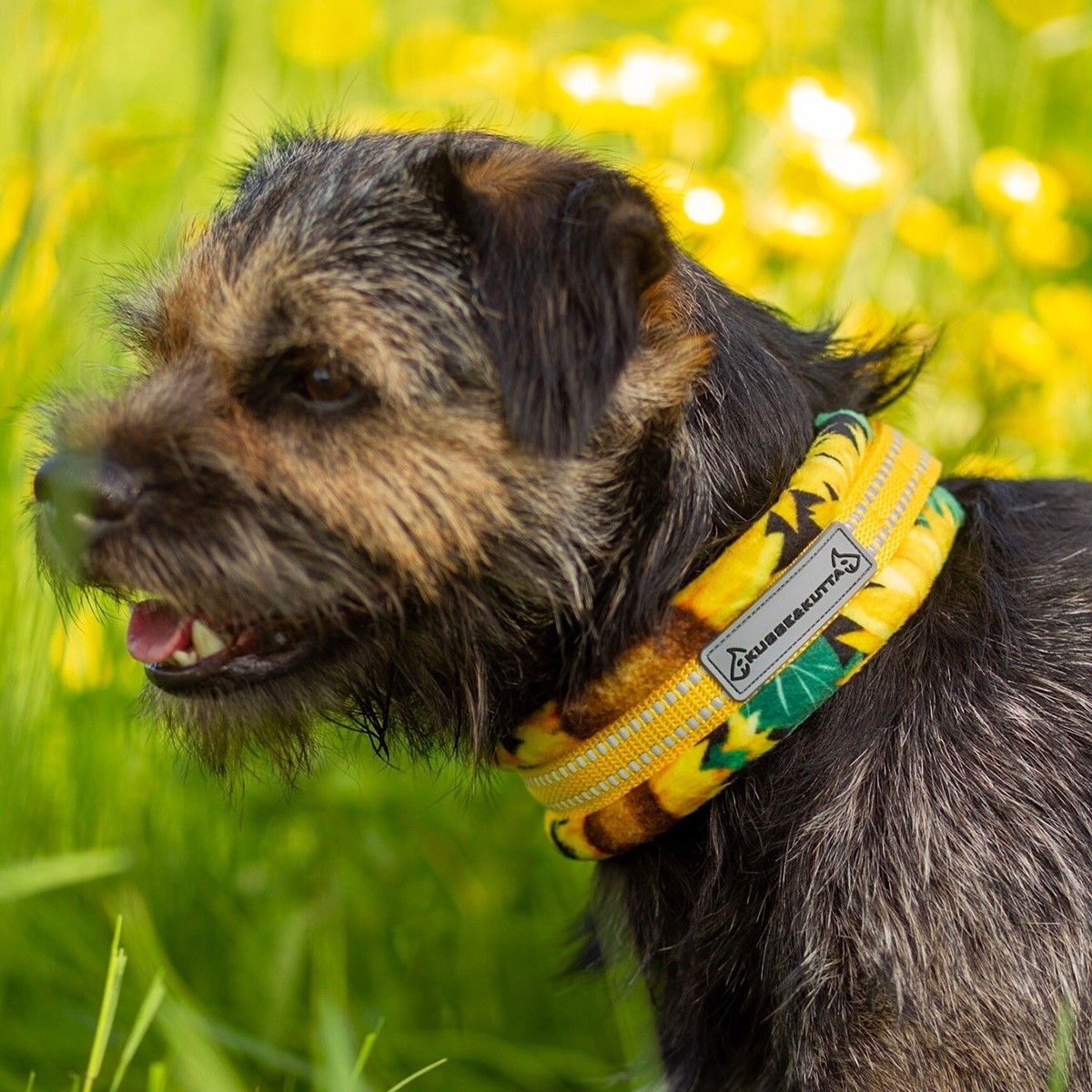 Kusse&Kutta puolikiristävä panta, auringonkukka