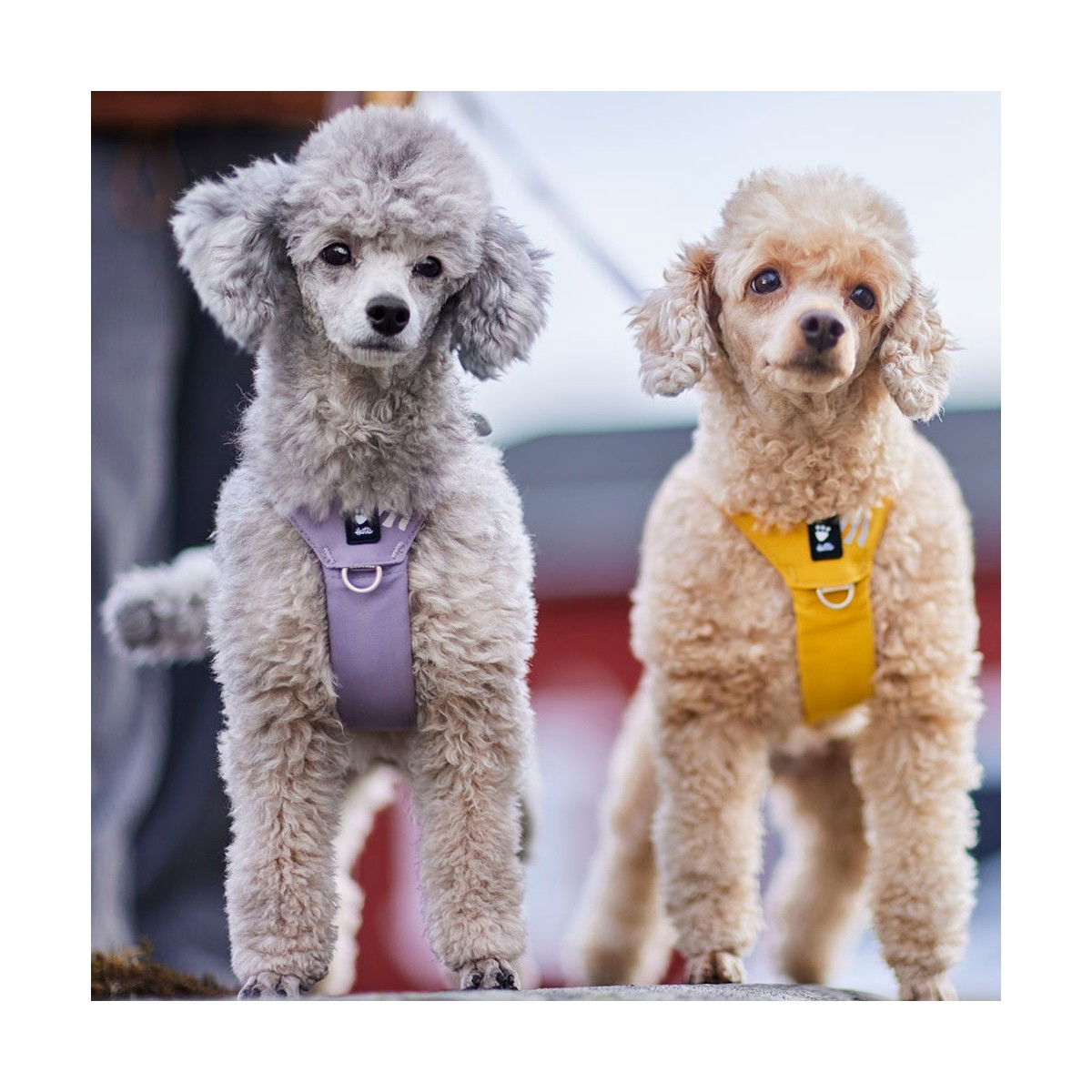 Hurtta Seeker valjaat hunaja