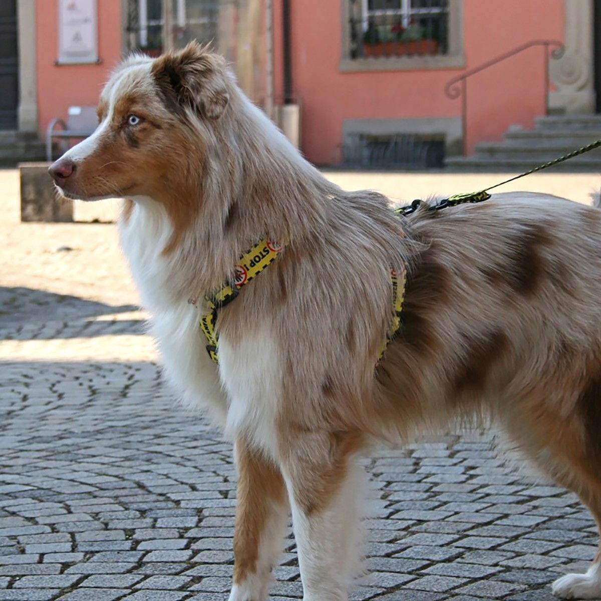 Dingo yellow harness Do Not Pet