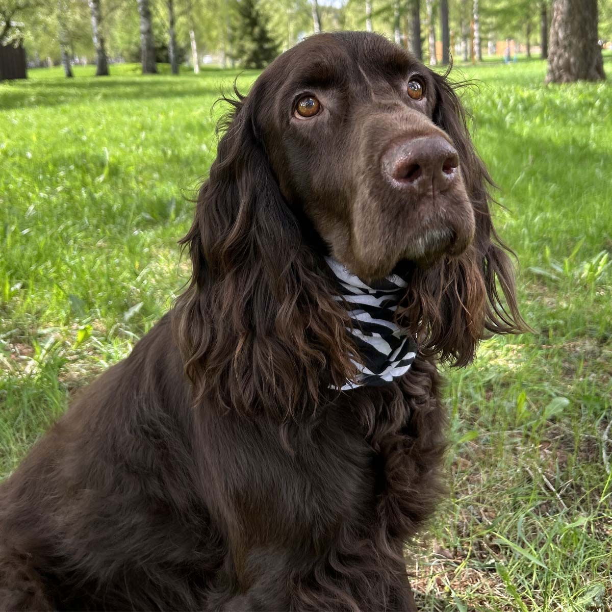 Basic Repeltec tuubi Zebra printti