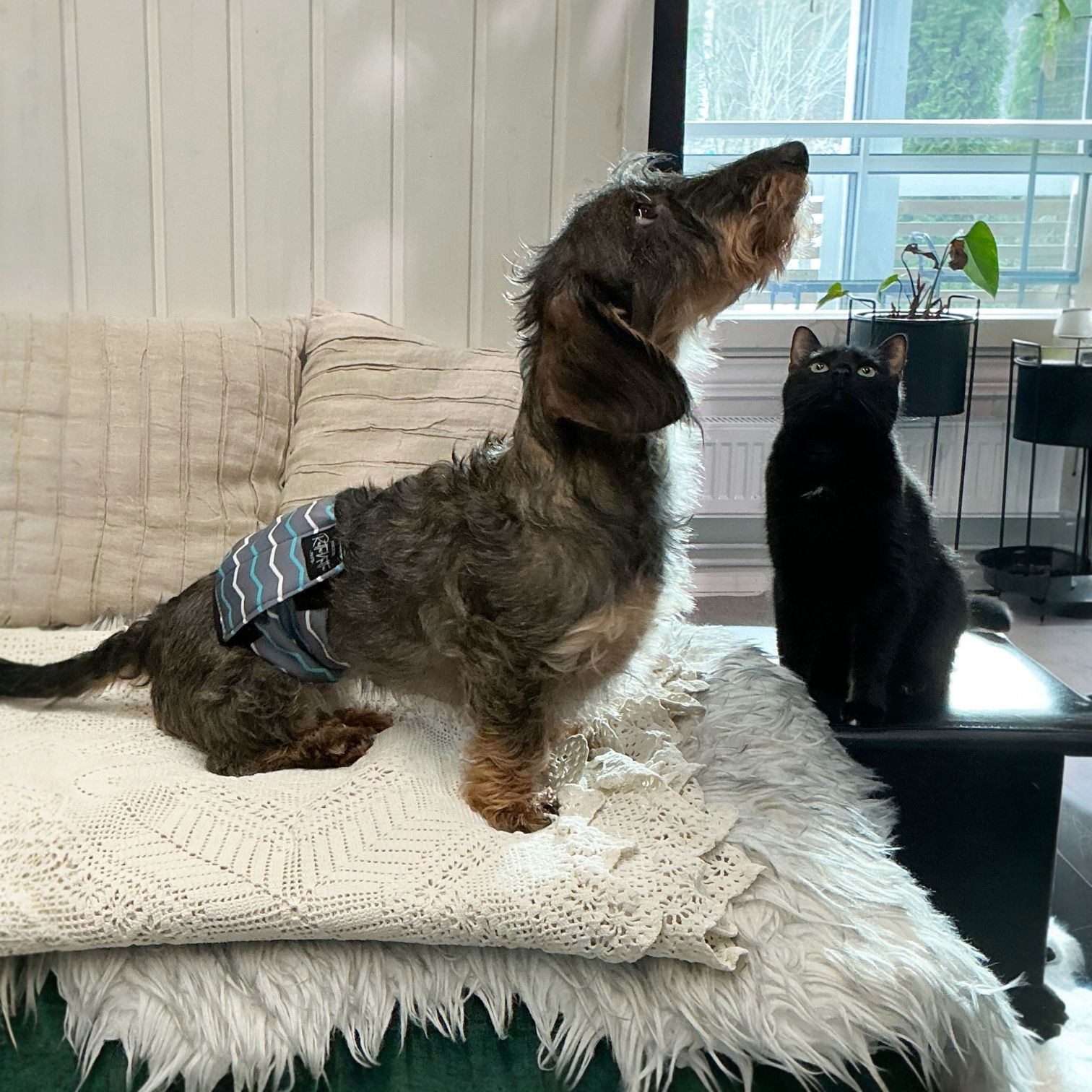 RuttuNuttu urosvyö, vector