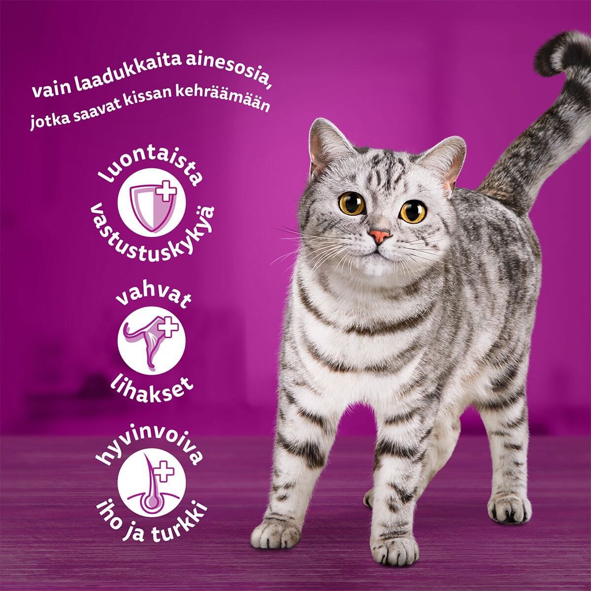 Whiskas Classic meals in jelly 60x85g 