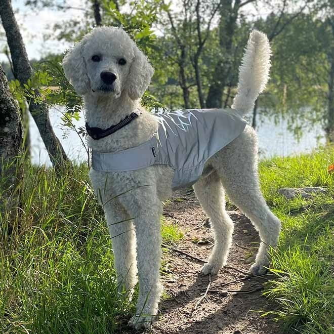 Icepeak Pet Brightly visibility vest Peten