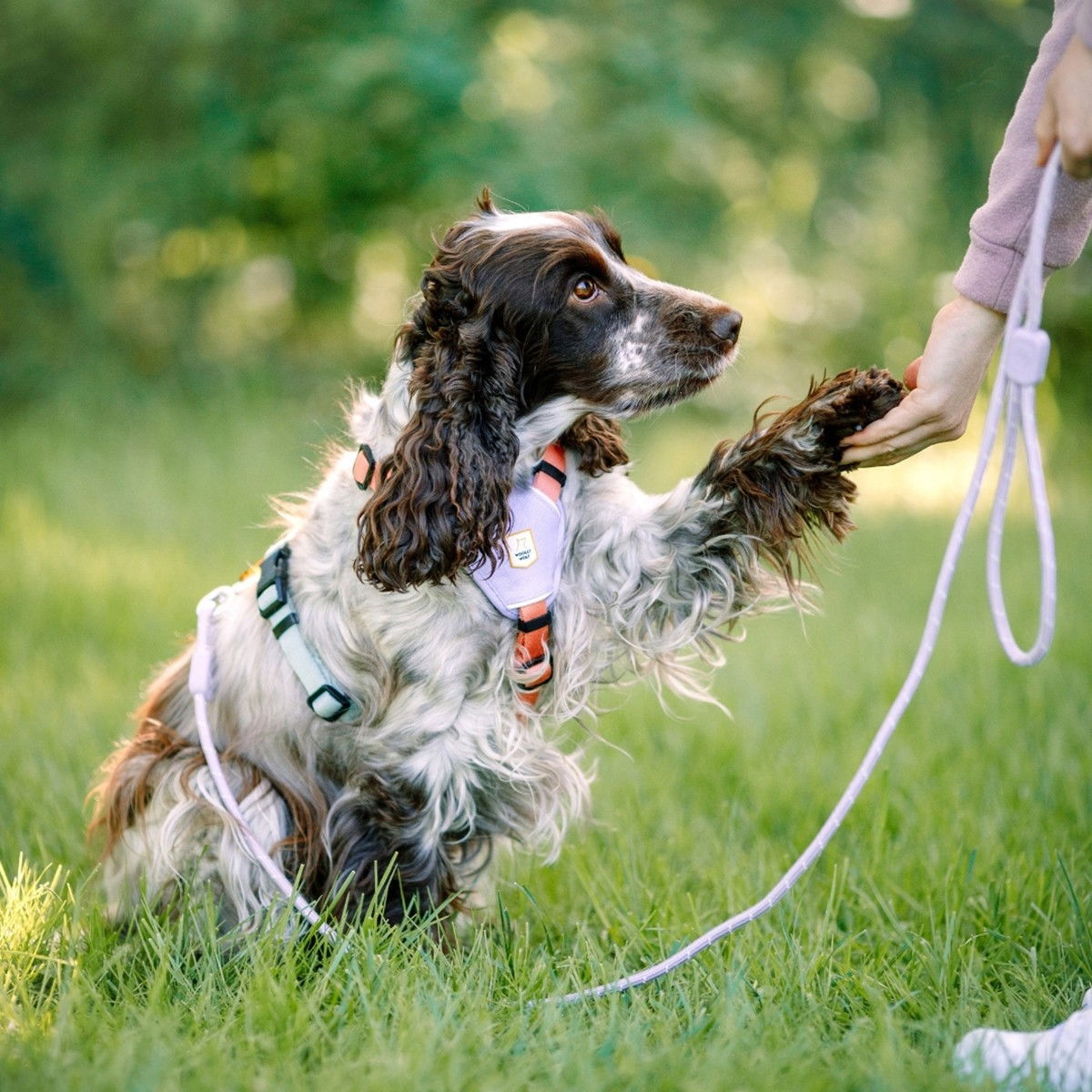 Woolly Wolf Color Block Harness, Salmon Pink Mix