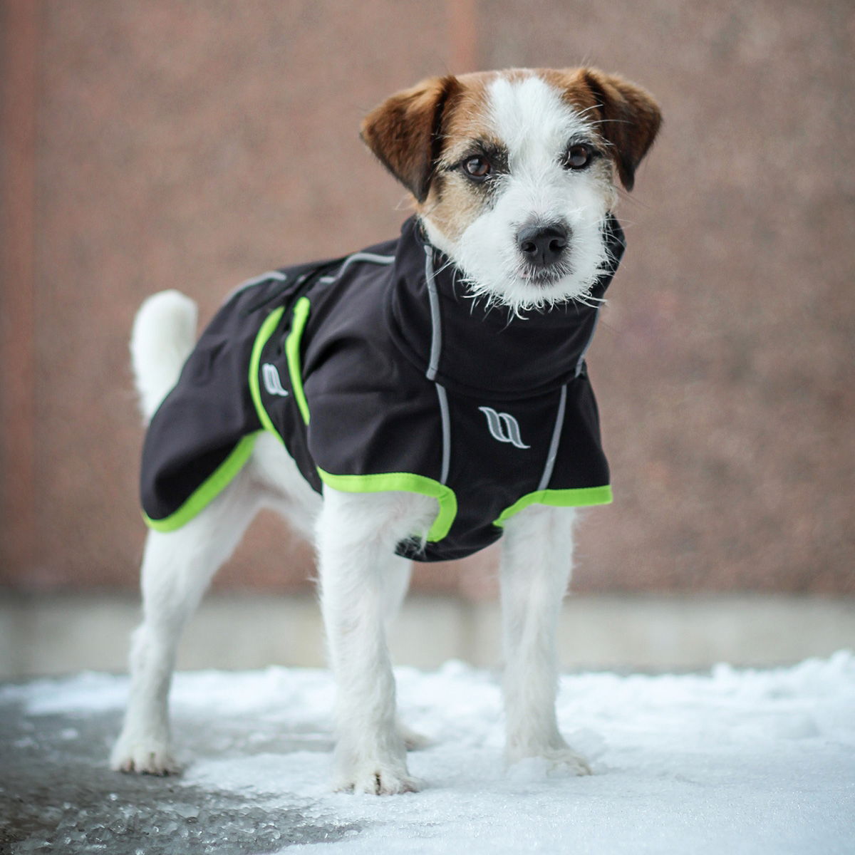 Back on Track Bark - koiran takki, limited edition