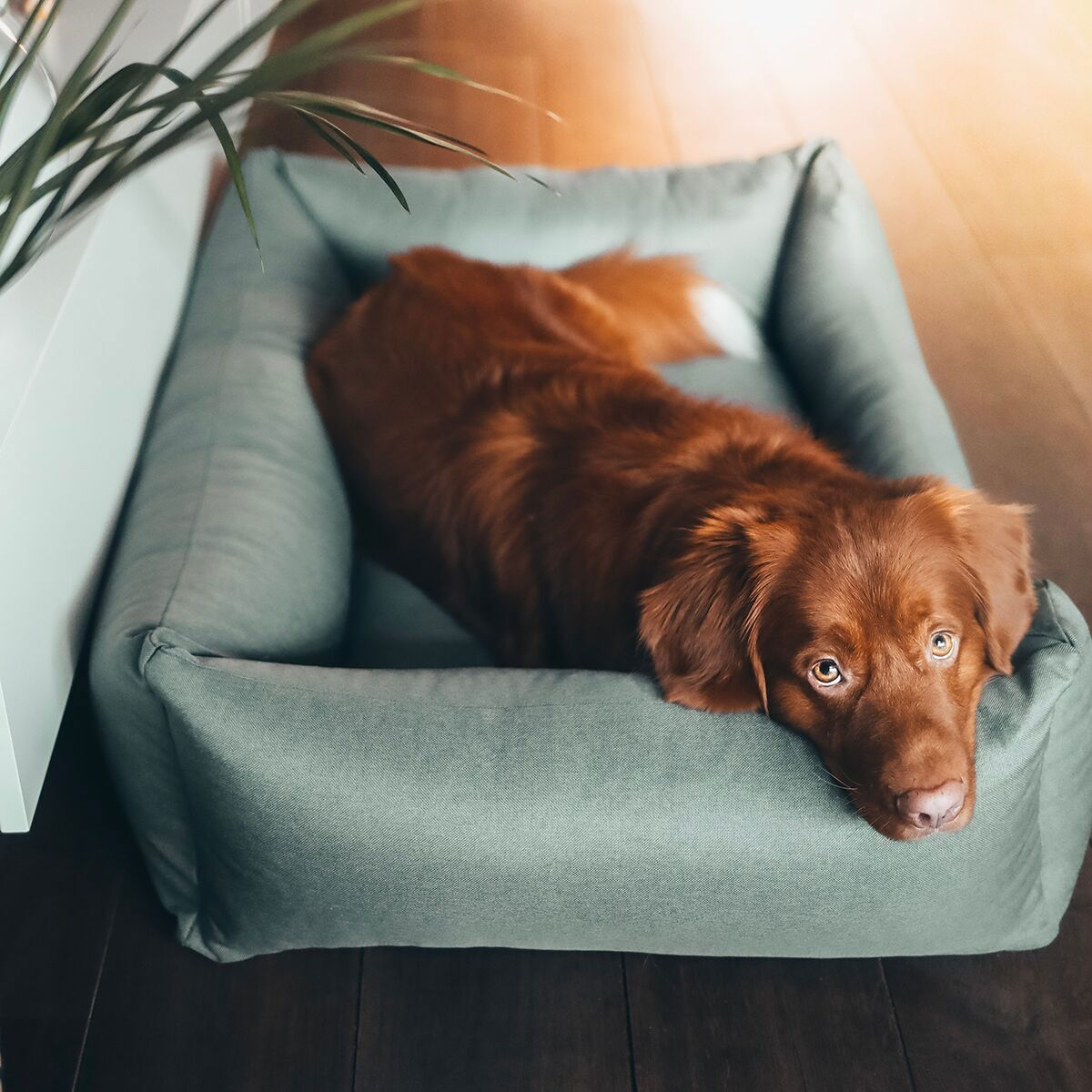 Dog bed District 70 classic, Cactus Green