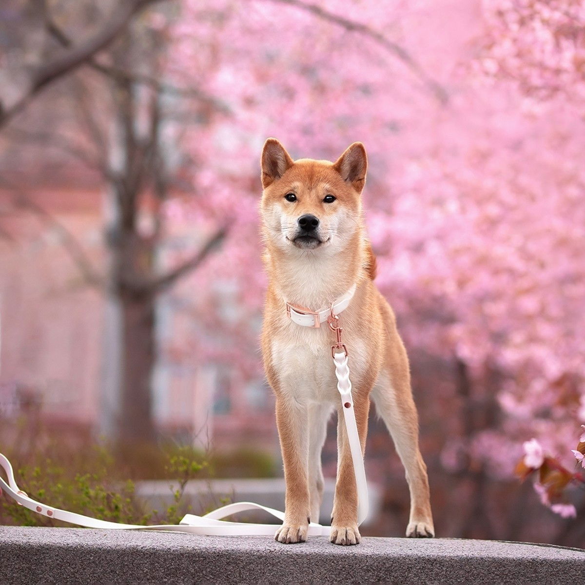 Tyylivoitto Classy koiran panta, valkoinen/ruusukulta