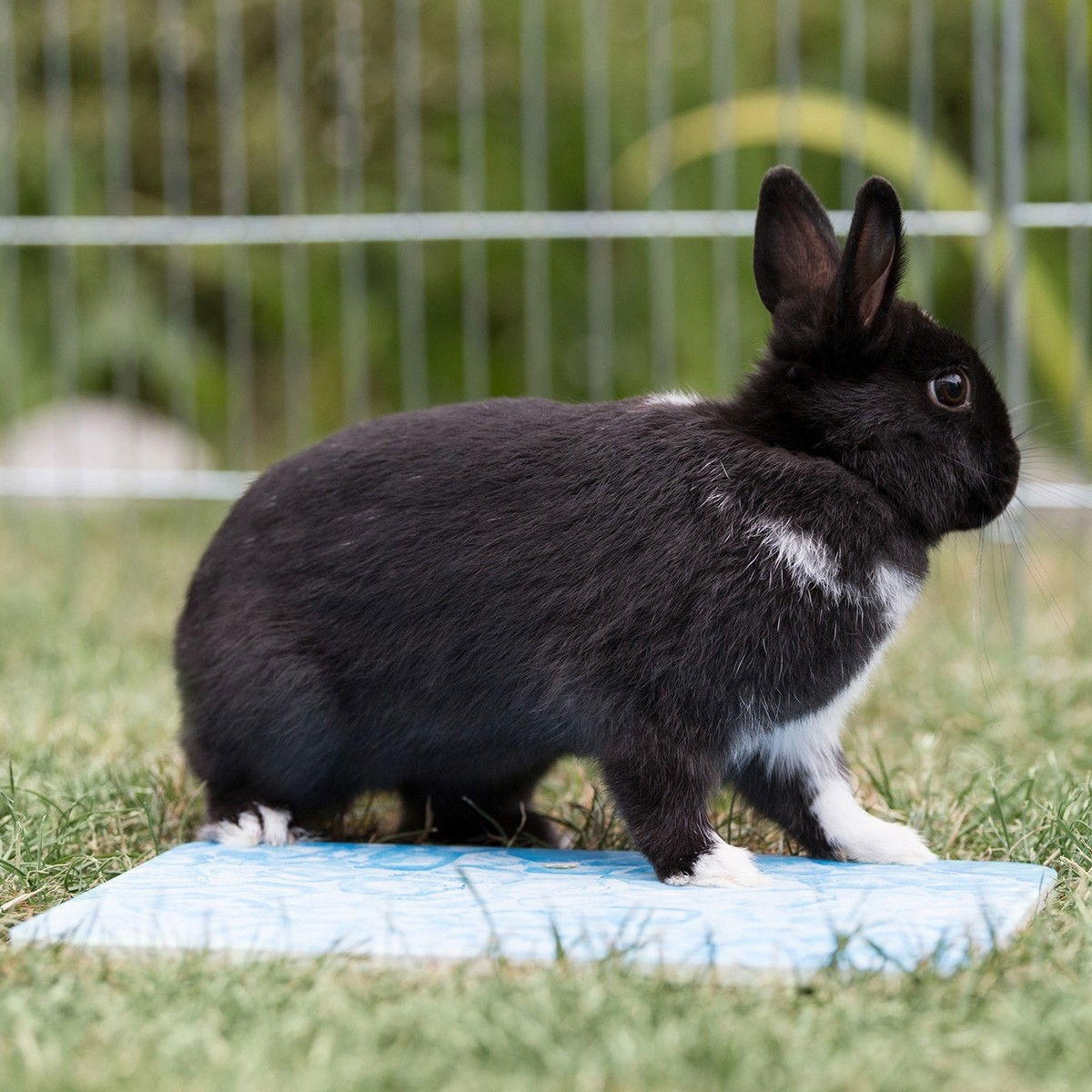 Trixie Pieneläimen viilennysalusta