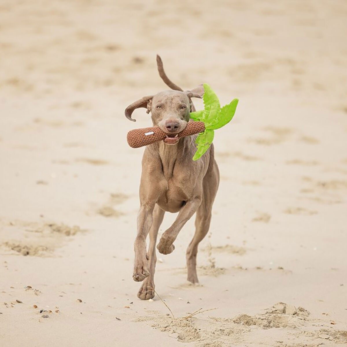 Beeztees Plush Dog Toy palmtree