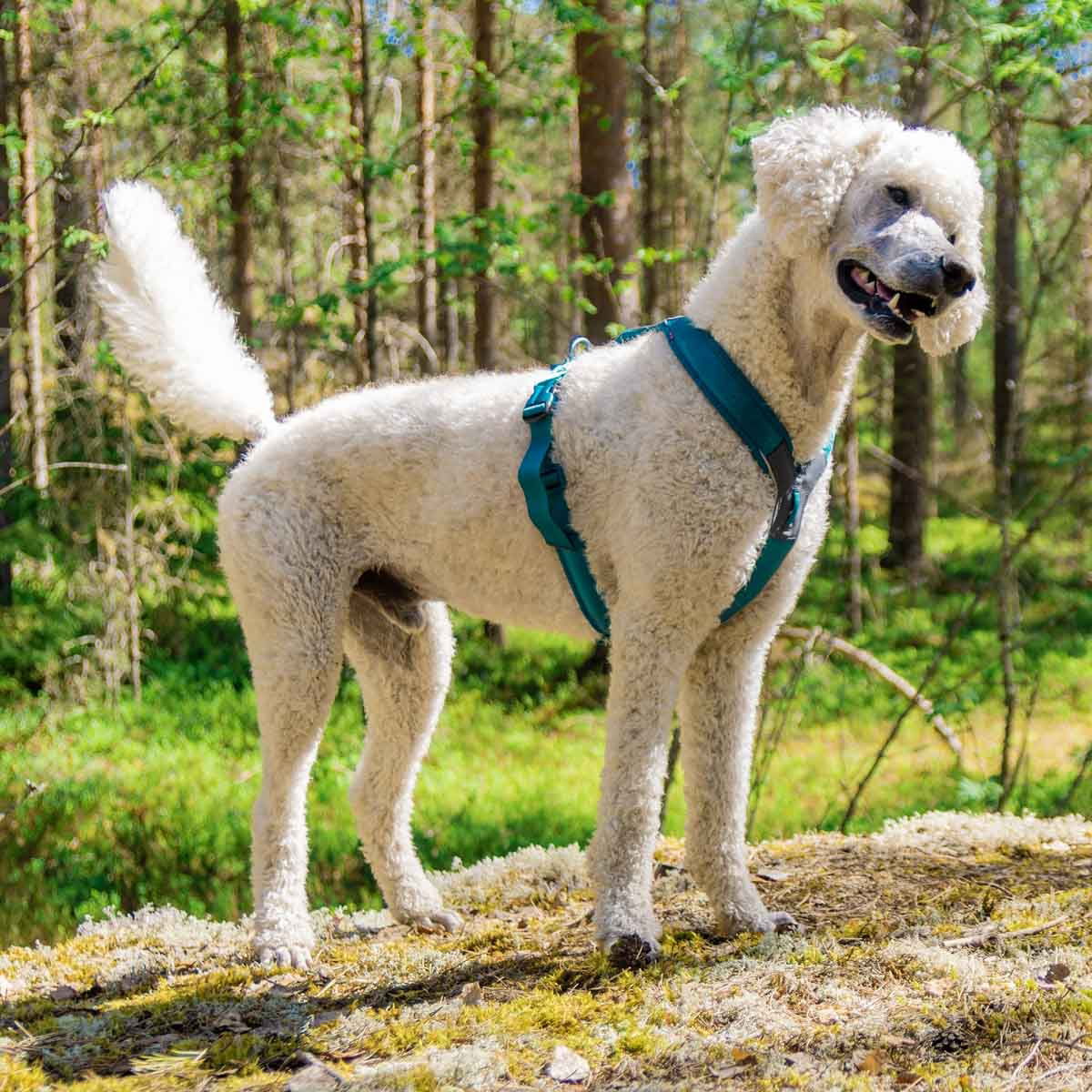 Non-Stop Line harness 5.0, teal