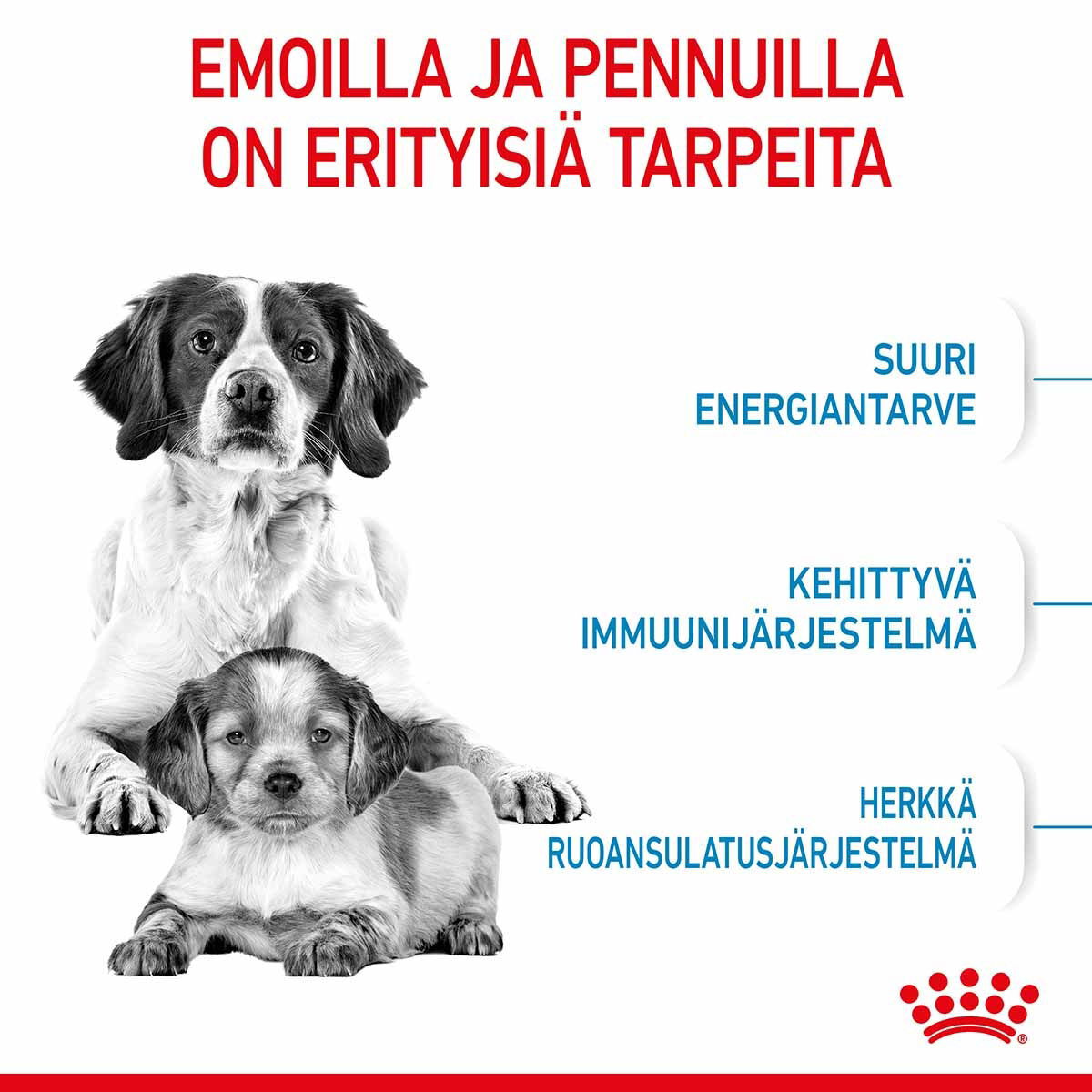Royal Canin Medium Starterkoiran ja koiranpennun kuivaruoka