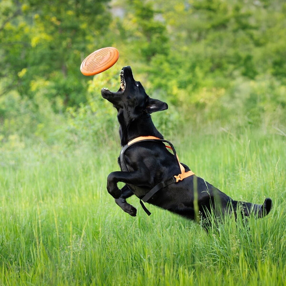 Non-Stop Dog flying disc