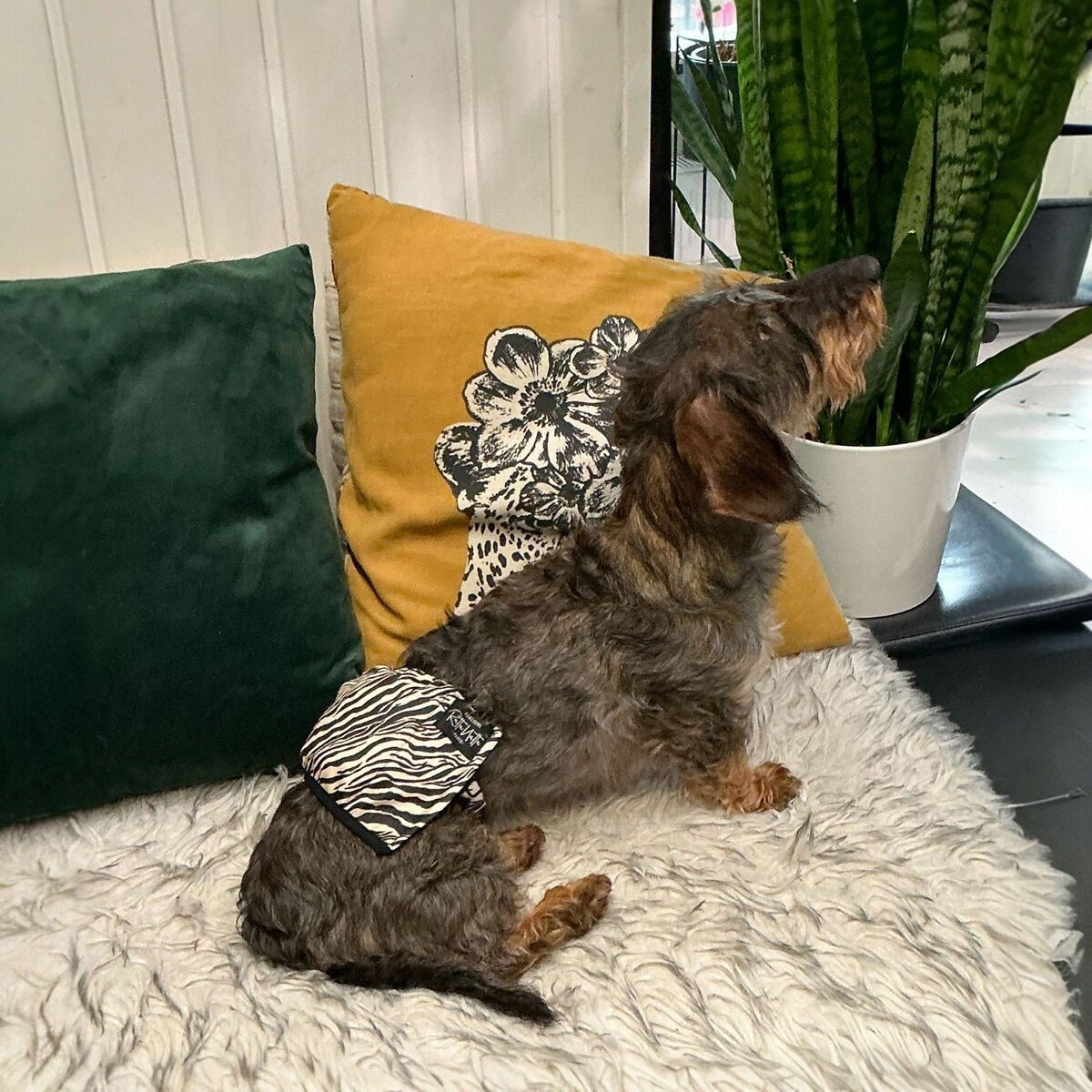 RuttuNuttu urosvyö, zebra