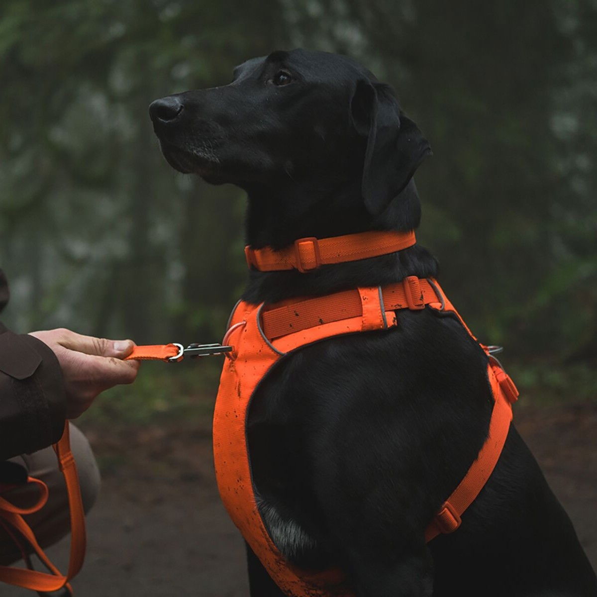 Ruffwear Front Range valjas Blaze Orange