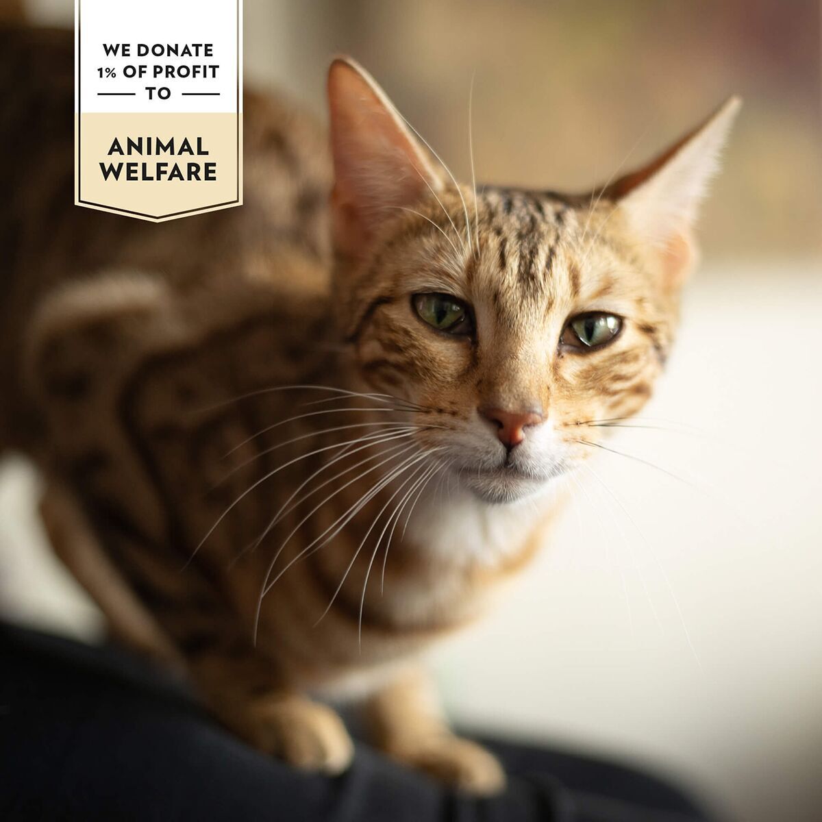 PrimaCat Softy Treats Chicken and catnip 50g