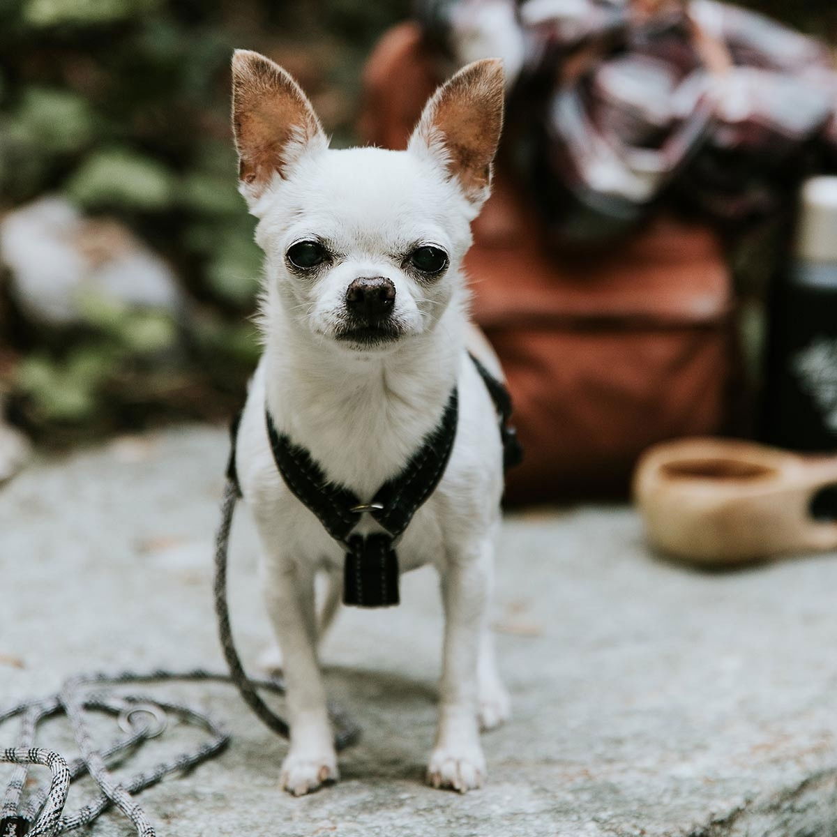 Hurtta Casual Yvaljas  korppi