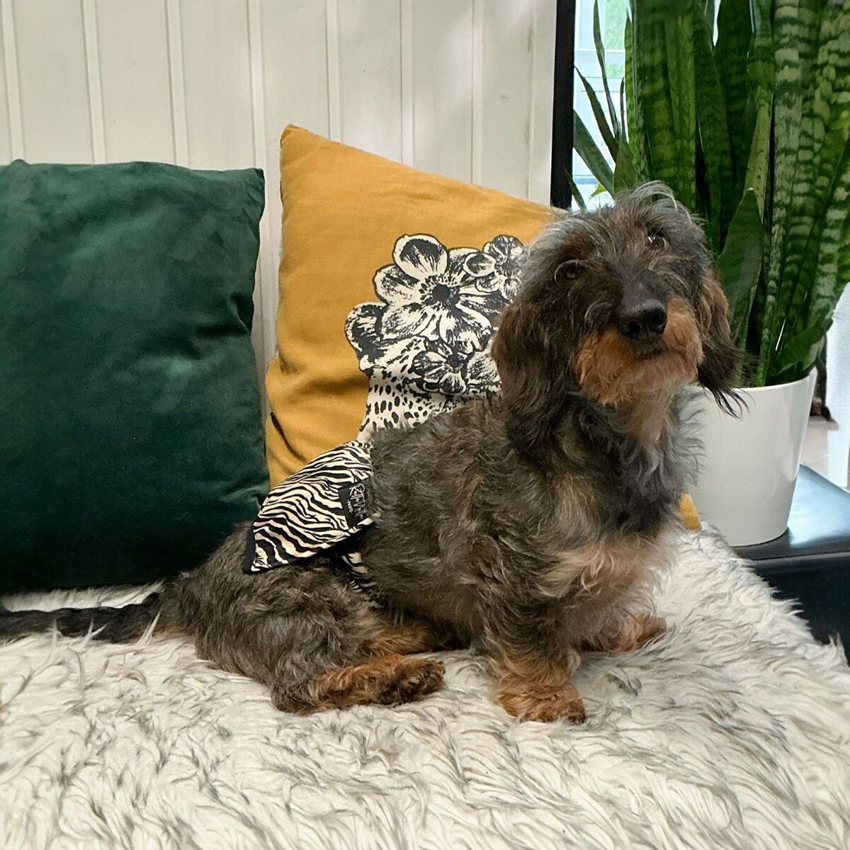 RuttuNuttu urosvyö, zebra