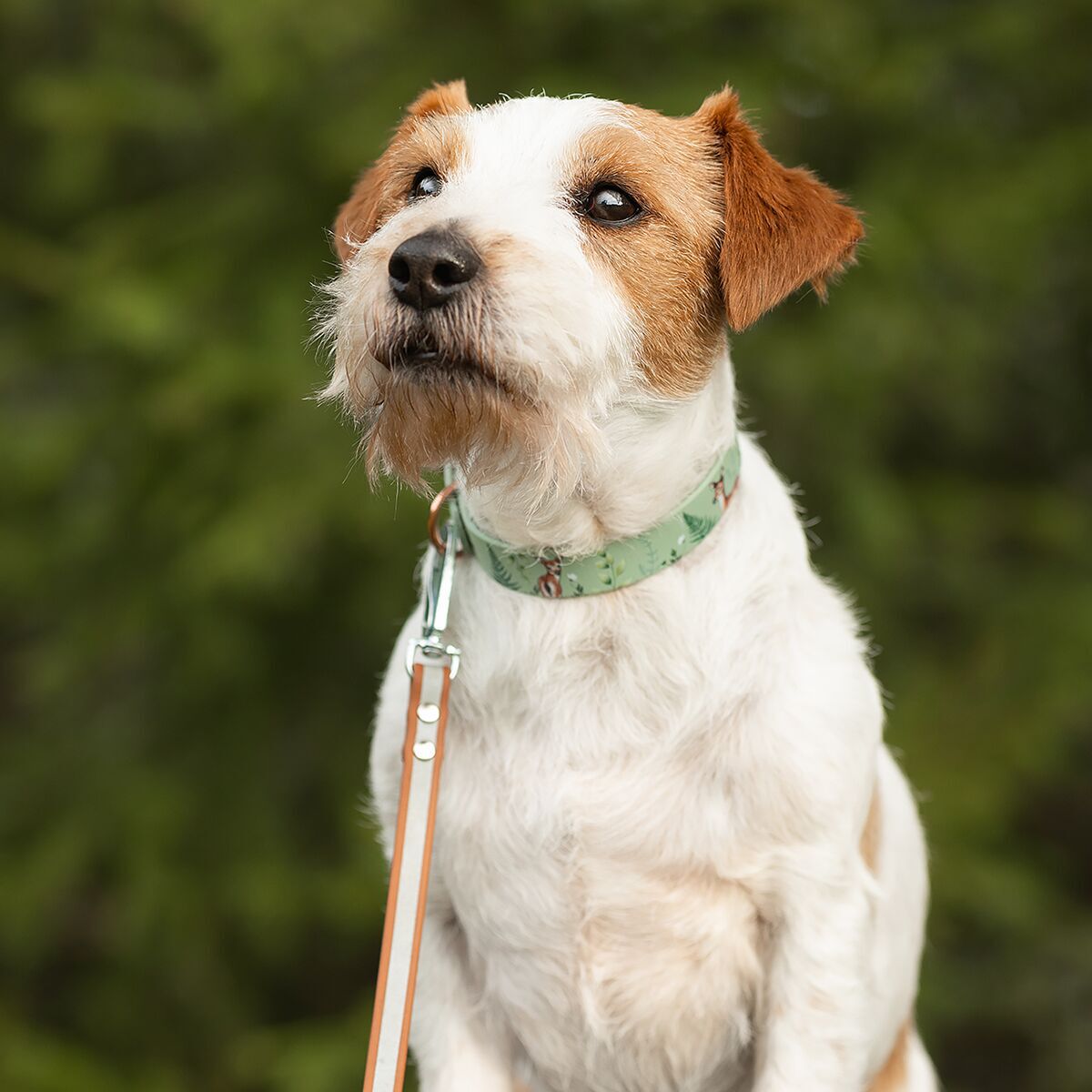 Tyylivoitto Shine Eazy leash, cognac