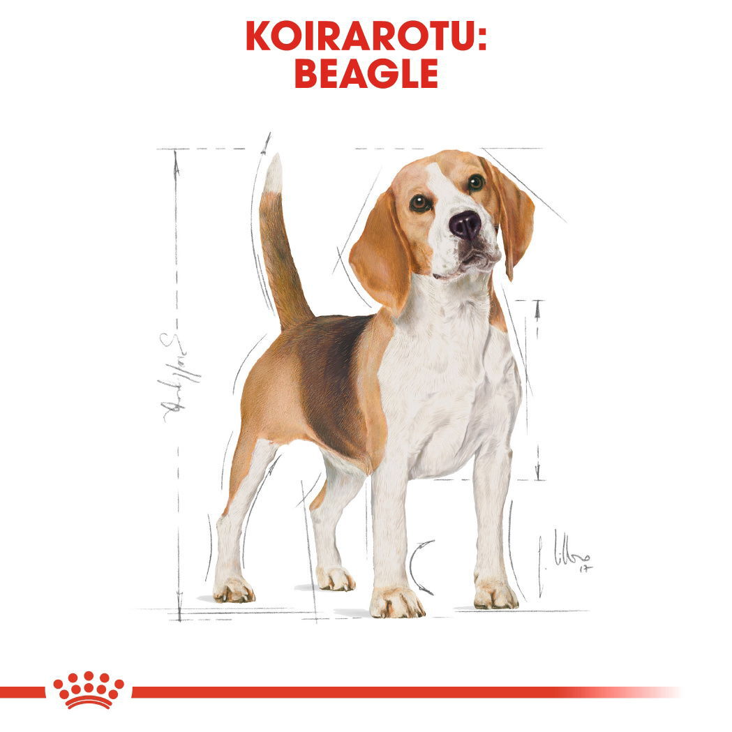 Royal Canin Beagle Adult koiran kuivaruoka