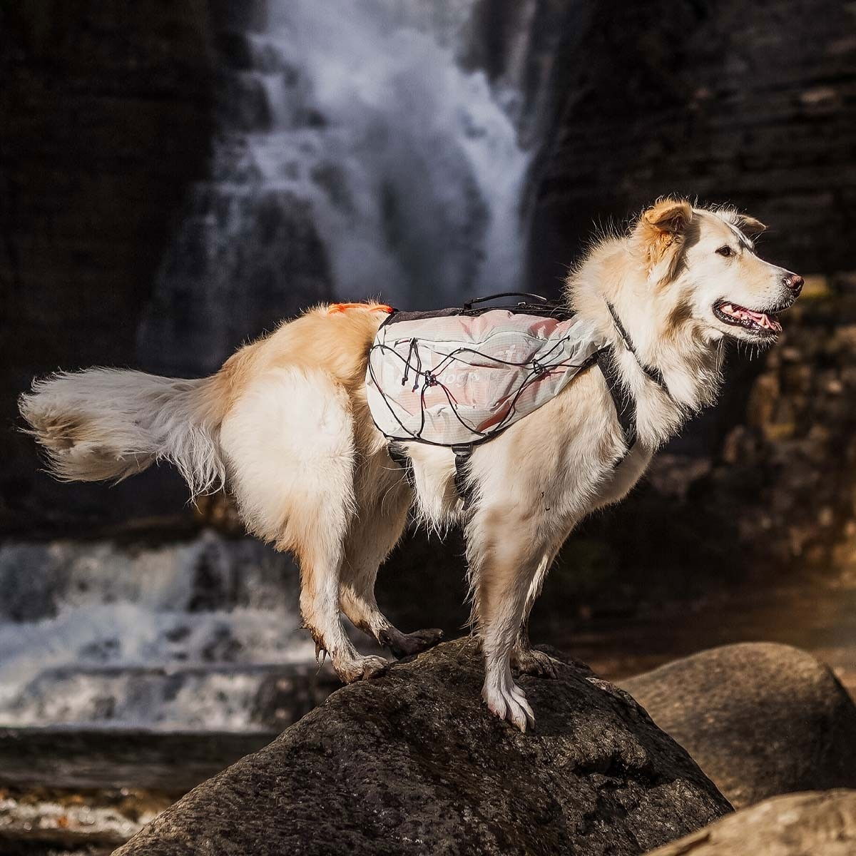 Non-Stop Trail Light koiran reppu