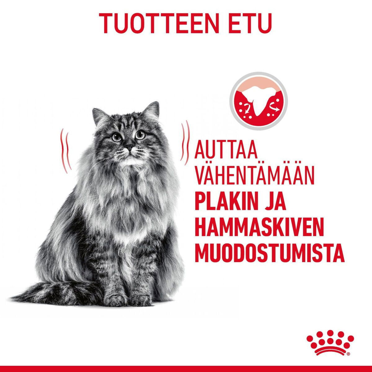 Royal Canin Dental Care Adult kissan kuivaruoka