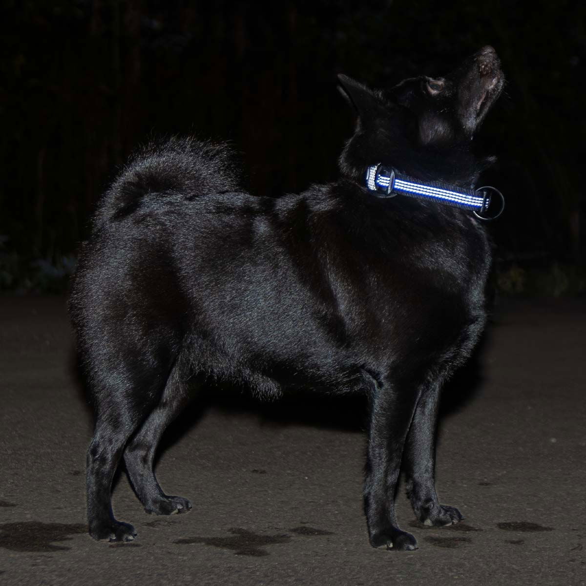 Feel Active Reflective kaulapanta musta