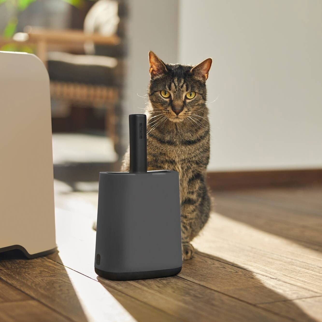 MyPet Biala Kissanhiekkalapioteline Tummanharmaa