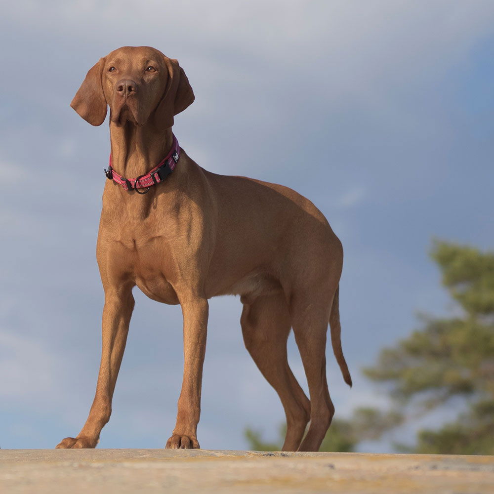 Feel Active Padded pehmustettu panta harmaa