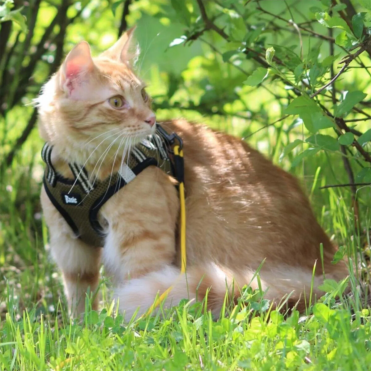 Basic Cat Sporty NoEscape valjas vihreä