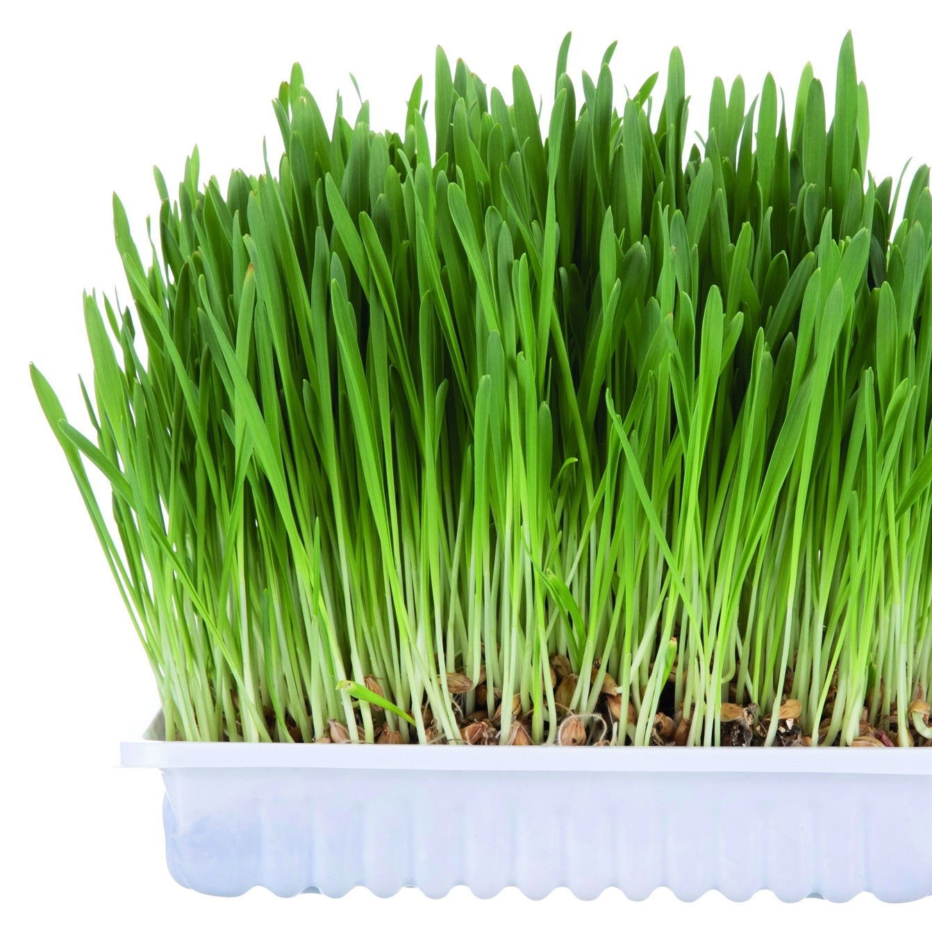 Trixie Kissanruohon siemenet