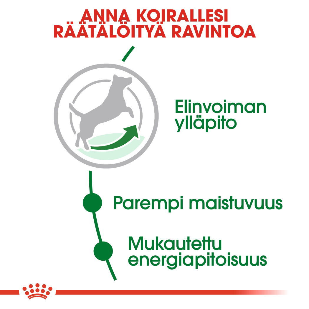 Royal Canin Mini Adult 8+ koiran kuivaruoka