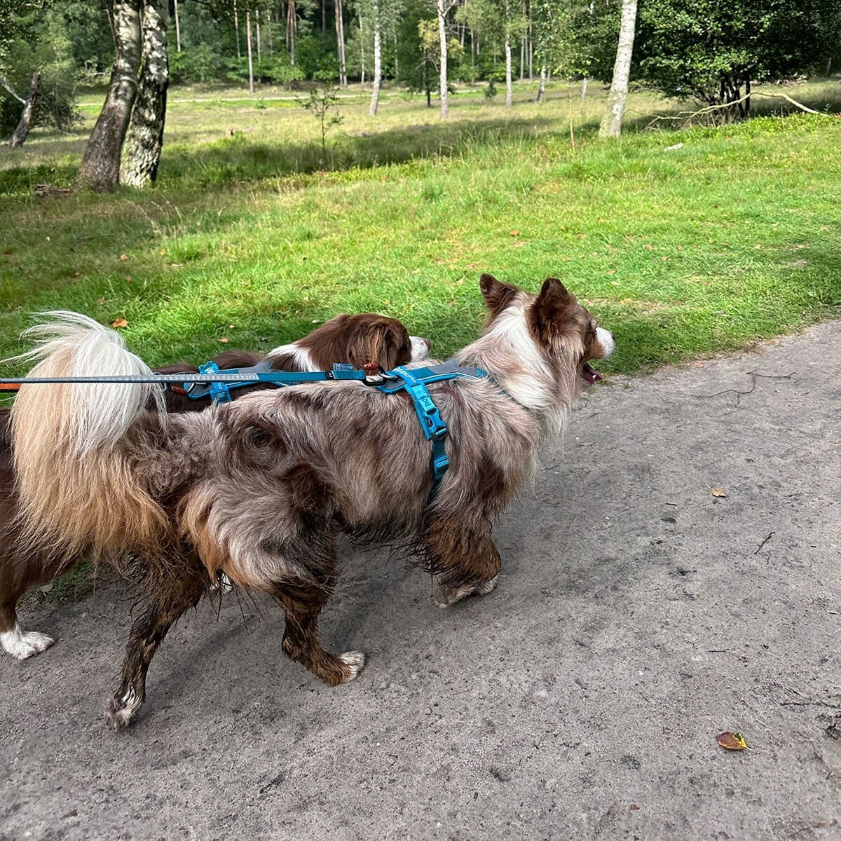 Non-Stop Line harness 5.0, teal