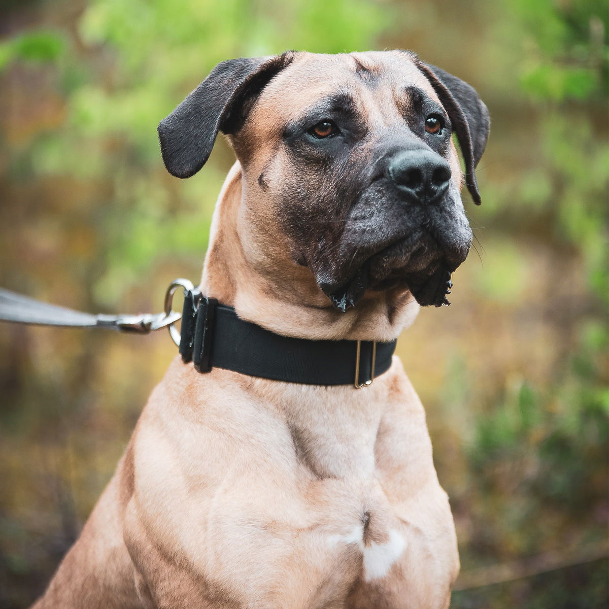 Salmiakkitassu Cobra-kahvapanta 50 mm, musta