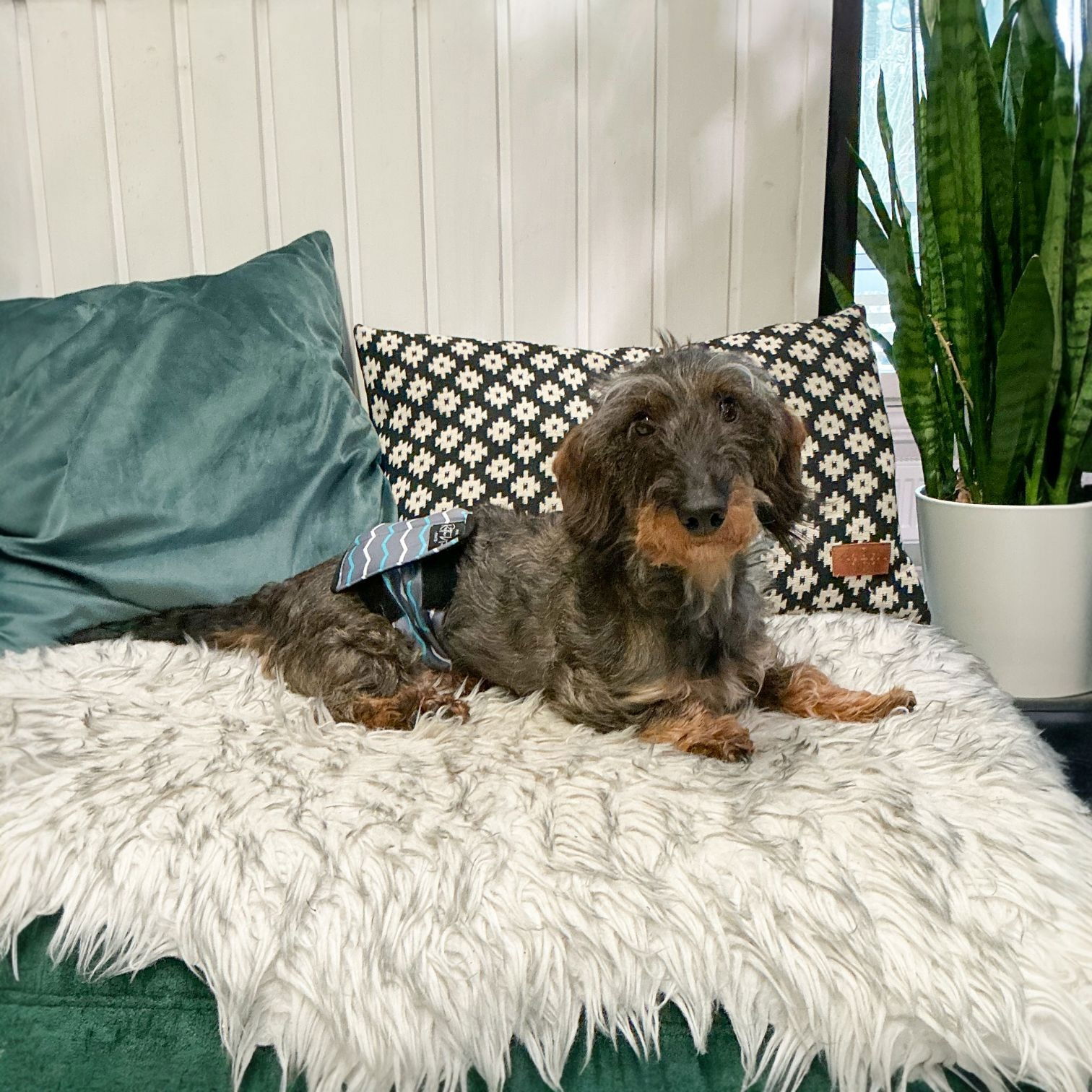 RuttuNuttu urosvyö, vector