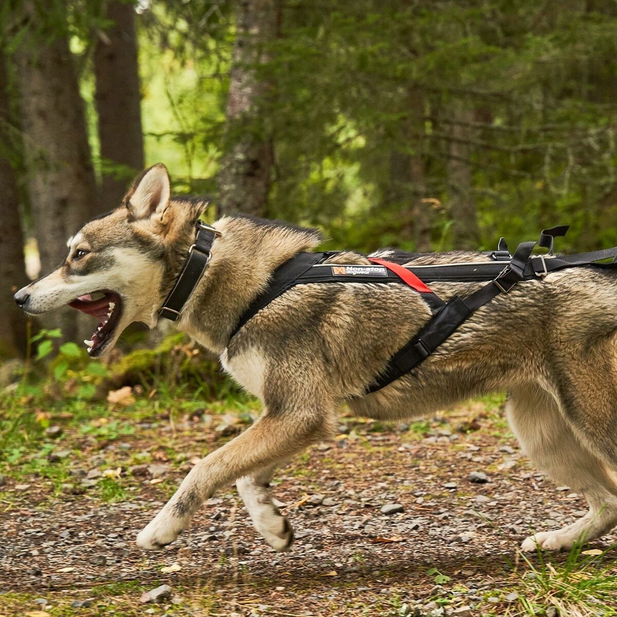 Non-stop Freemotion vetovaljas 