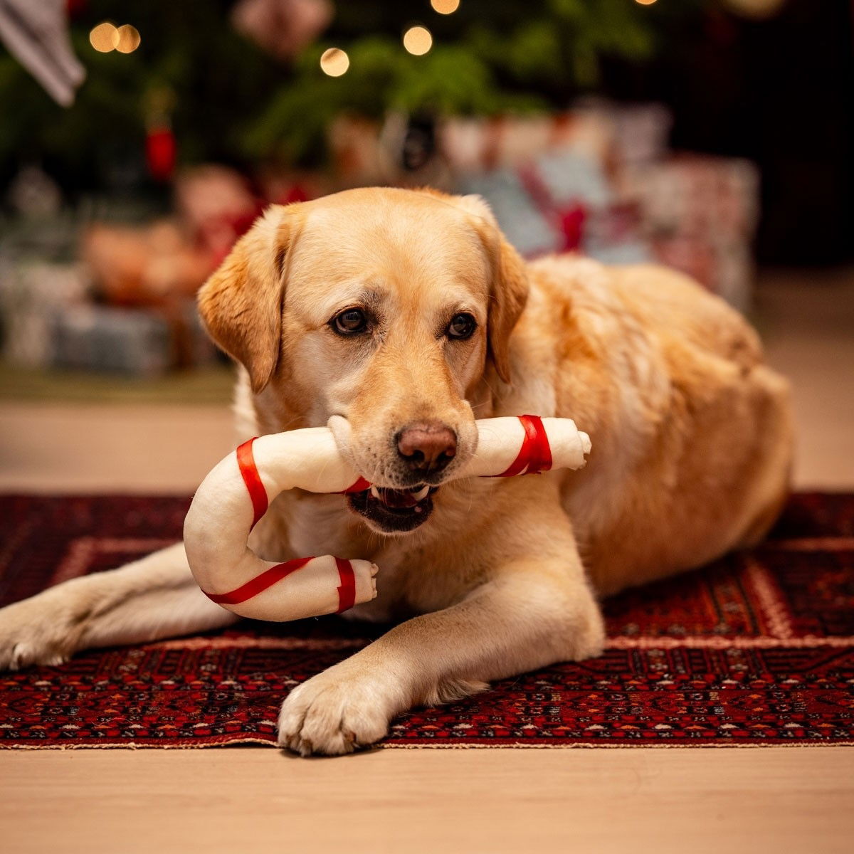Xmas puruluu karkkikeppi 46cm koiralle