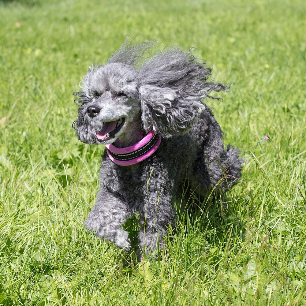 Basic Cosy puolikiristävä panta Pinkki