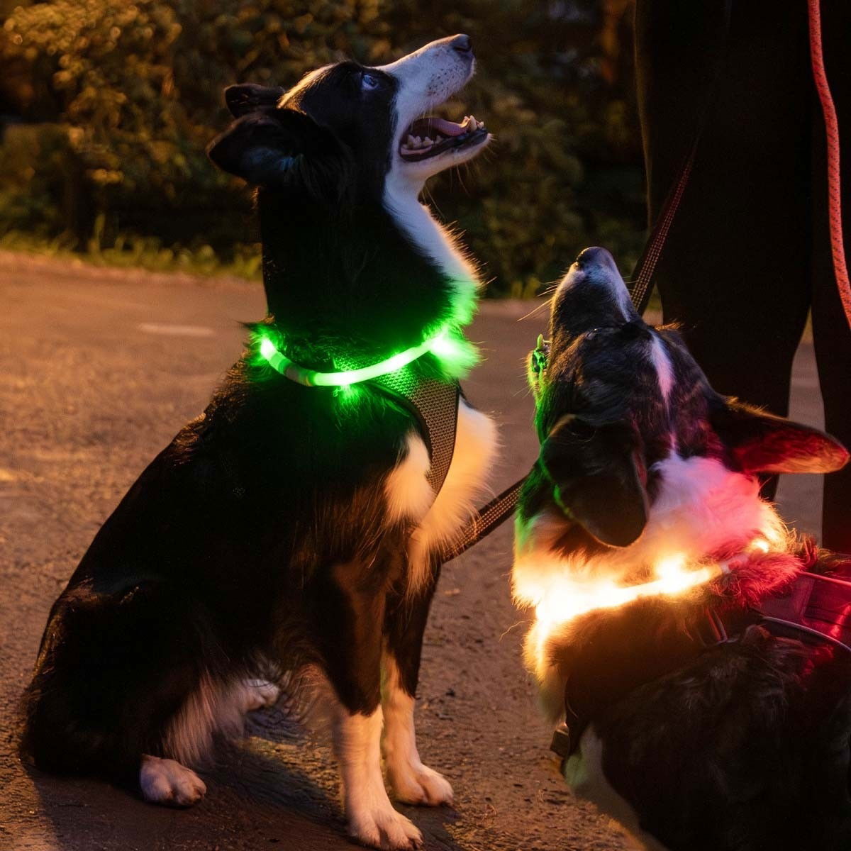 Trixie USB flash collar silicone