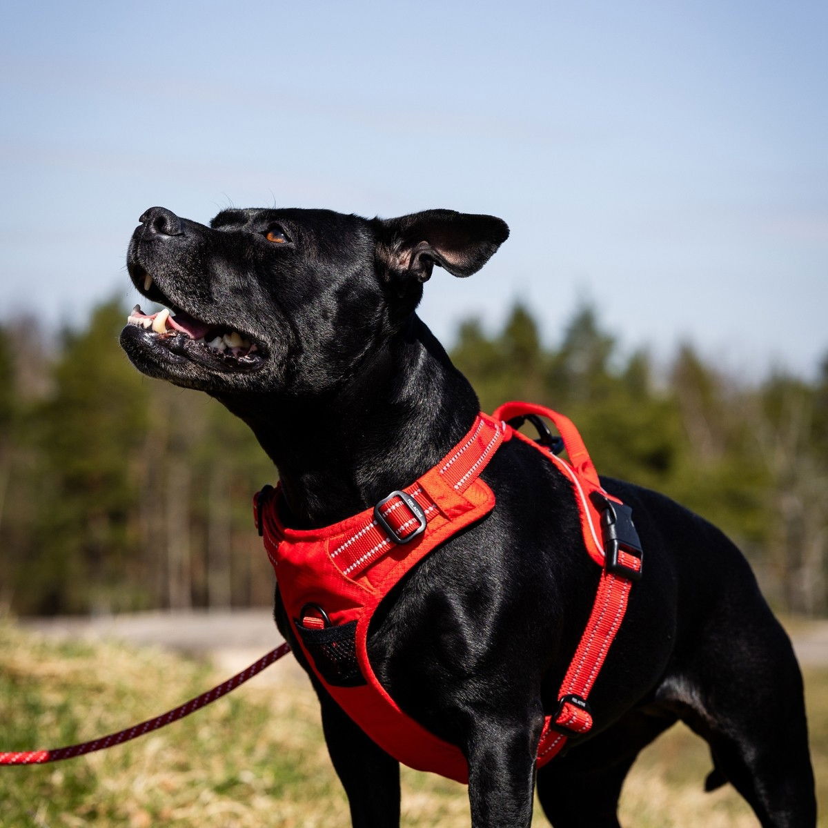 Feel Active Training valjas kirkas punainen