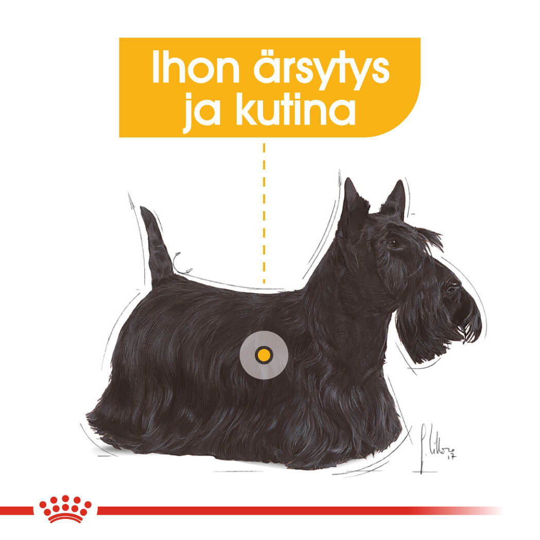Royal Canin Dermacomfort Adult Loaf koiran märkäruoka