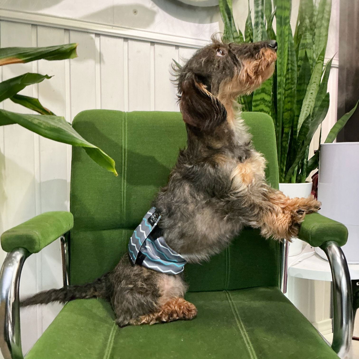 RuttuNuttu urosvyö, vector