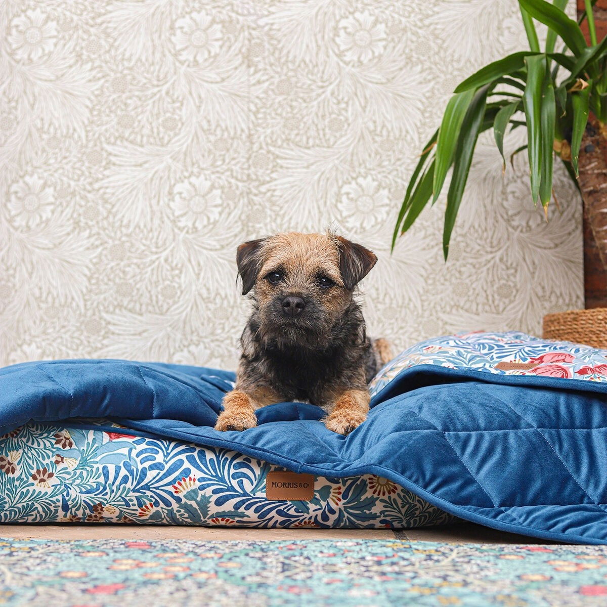 MORRIS & CO pet blanket bower